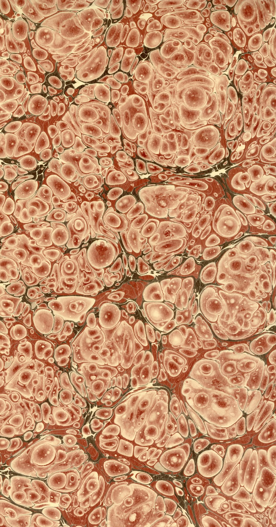 Ebru 7